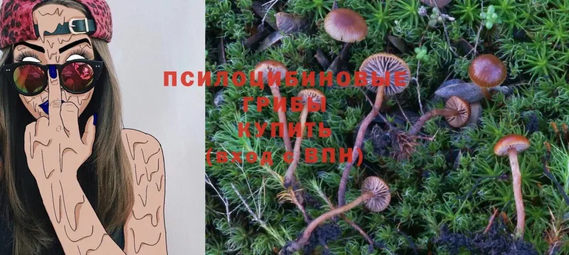 Псилоцибиновые грибы Psilocybe  продажа наркотиков  нарко площадка формула  Верещагино 